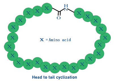 酰胺键-多肽首尾成环