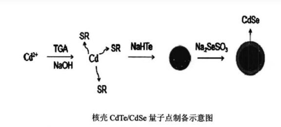 水溶性CdSeTe/ZnS量子点（碲化镉硒/硫化锌）