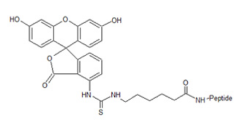 多肽的荧光标记