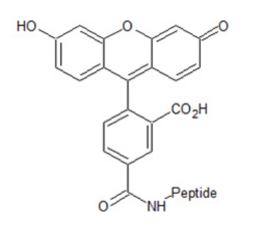 多肽的荧光标记-FAM (羟基荧光素)