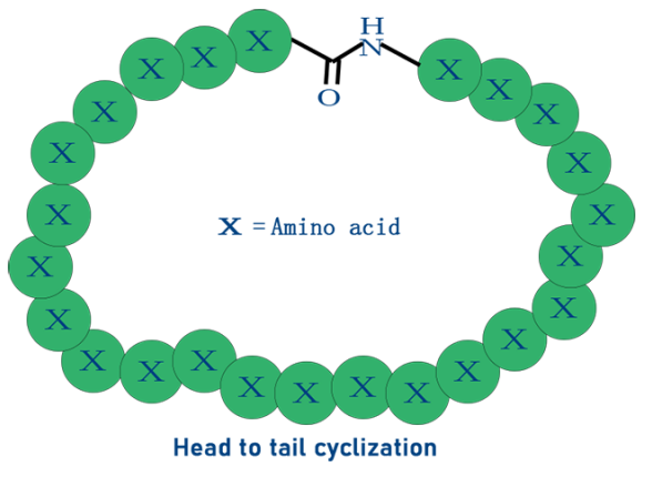 环化的多肽，酰胺键-多肽首尾成环