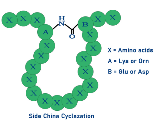 酰胺键-多肽侧链成环