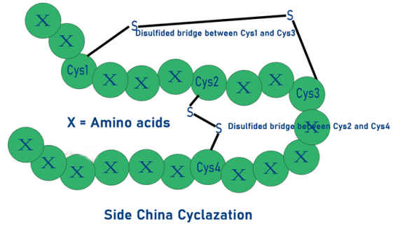 一对及多对二硫键成环，-SS修饰多肽