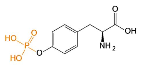 O-Phospho-L-Tyrosine 磷酸化酪氨酸 pTyr