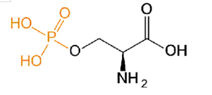 O-Phospho-L-serine 磷酸化丝氨酸 Ser(PO3H2)或pSer