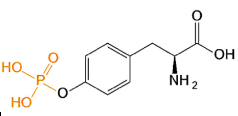  O-Phospho-L-Tyrosine 磷酸化酪氨酸 pTyr   