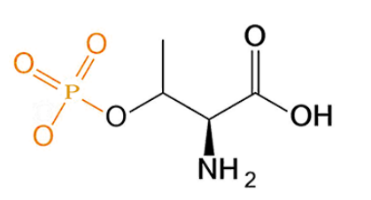 O-Phospho-L-Threonine 磷酸化苏氨酸 pThr