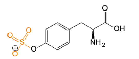 O-Sulfo-L-Tyrosine  磺酸化酪氨酸 Tyr(SO3H2)