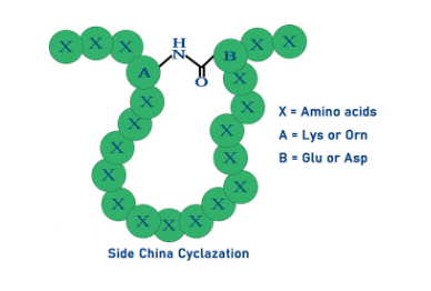 酰胺键-多肽侧链成环