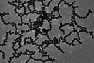 金纳米链  Au nanoparticle chain