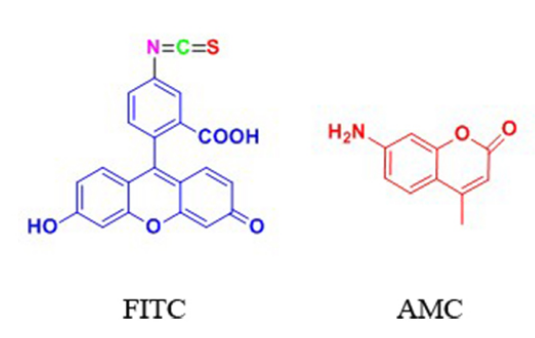 FITC&AMC等荧光标记技术