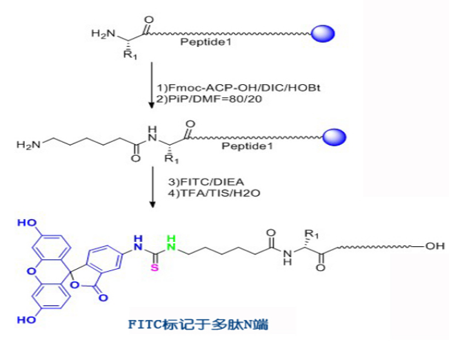   FITC(异硫氰酸荧光素)修饰的技术特点