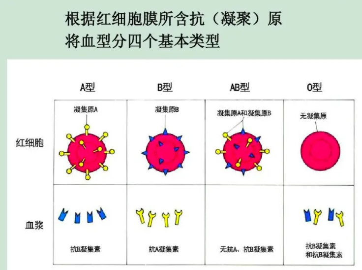 凝集素
