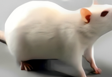 实验外包 | 细胞及动物模型 | 蛋白质检测