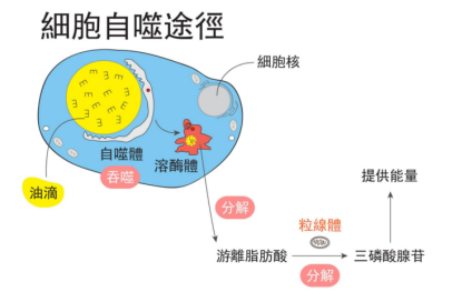 细胞活性