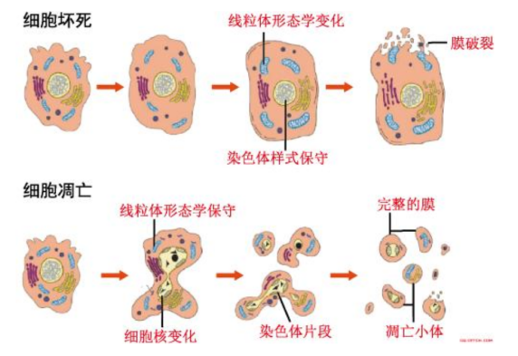 细胞活性