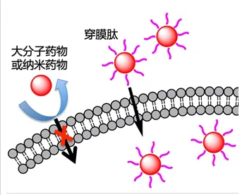 细胞穿透肽（cell penetrating peptides，CPPs）