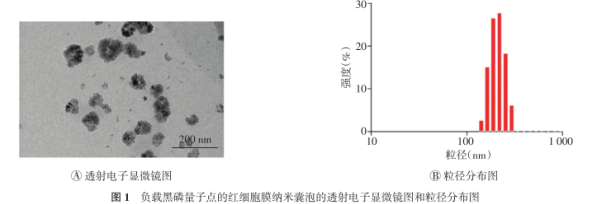 红细胞膜负载黑磷量子点