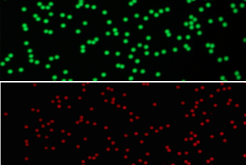 红-绿双色荧光微球