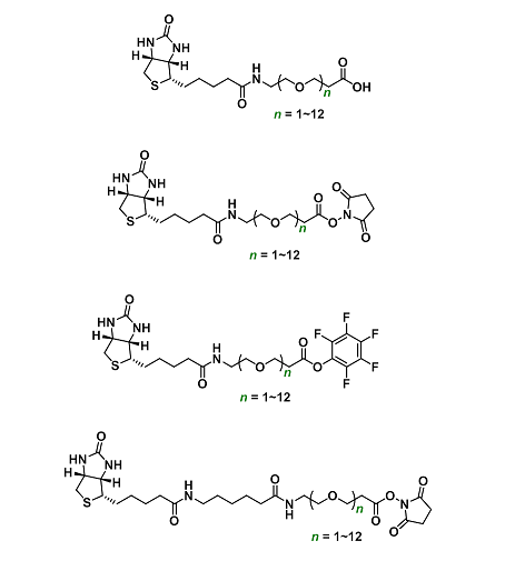 基于生物素的定制合成技术