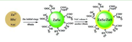 巯基修饰CdSe/ZnS量子点
