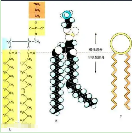 葡聚糖-二硬脂酰基磷脂酰乙醇胺 