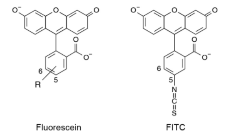 异硫氰酸荧光素（FITC）标记