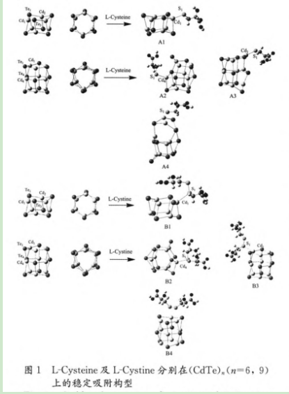 L-半胱氨酸-CdS量子点