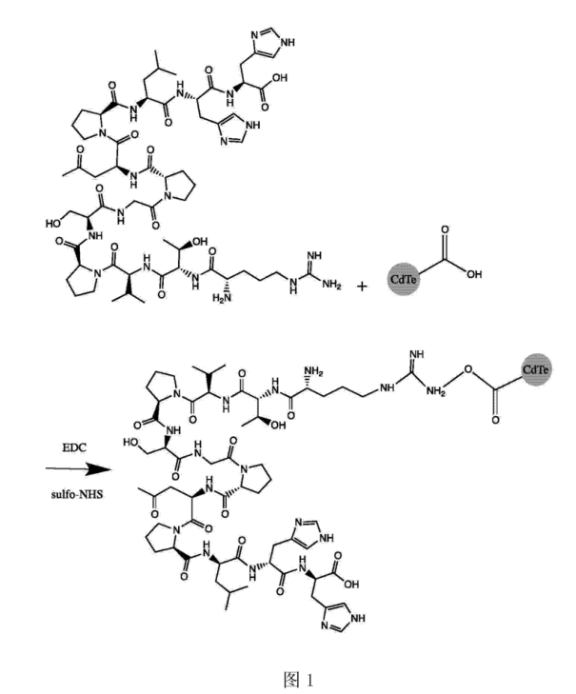 CLV3十二肽修饰CdTe量子点