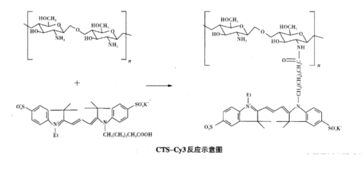 壳聚糖偶联Cy3荧光染料（CTS-Cy3）