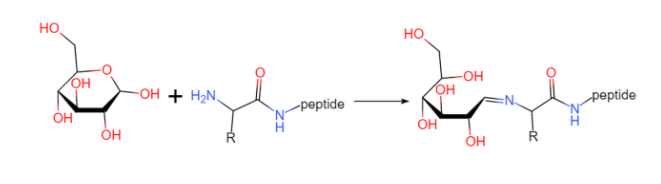 N端的α-氨基人工糖基化修饰的
