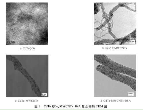 CdTeMWCNTsBSA复合物