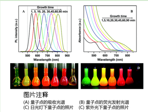 CdTe/CdS量子点负载PEI-MWCNTs