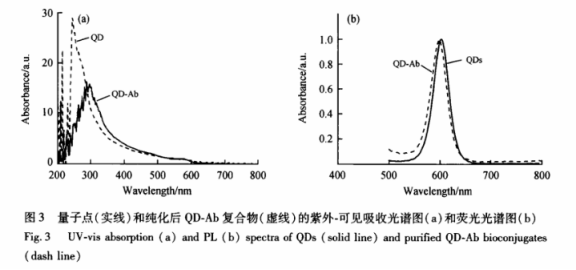 抗体偶联镉化硒CdSe量子点