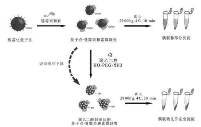 链酶亲和素标记的CdSe/ZnS量子点