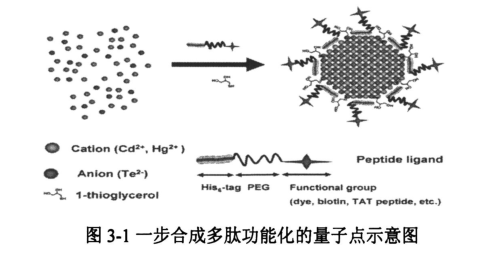 cRGD多肽偶联ZCIS/ZnS量子点