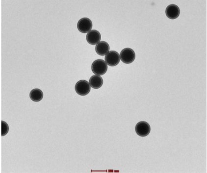 链霉亲和素聚苯乙烯微球10um 单分散