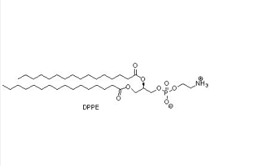 DPPE-PEG-半乳糖