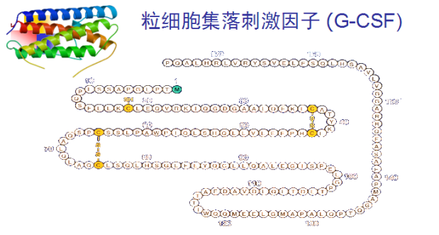 粒细胞集落刺激因子 (G-CSF)