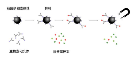 链霉亲和素标记的四氧化三铁磁珠 SA-Biotin Modified Fe3O4 Microspheres