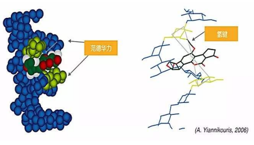 FITC-酵母多糖 绿色荧光标记酵母多糖 FITC-Zymosan