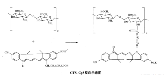 壳聚糖偶联Cy3荧光染料（CTS-Cy3）
