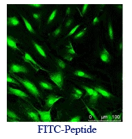 FITC-NYZL1分子探针  （异硫氰酸荧光素标记靶向肽NYZL1）