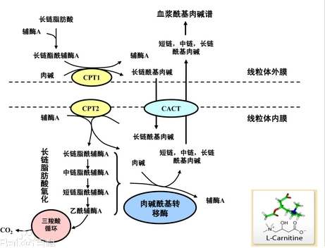 fitc-脂肪酸  FITC荧光素标记的脂肪酸