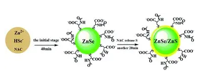羧基修饰水溶性CdSe/ZnS量子点525发射