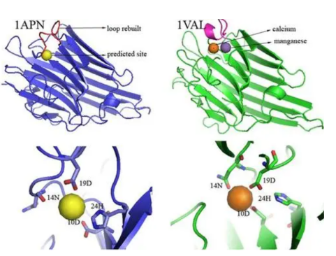 Concanavalin A-TRITC  罗丹明染料标记伴刀豆素球蛋白A