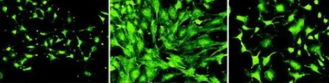 FITC-Glucose 荧光标记葡萄糖