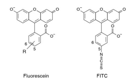 fitc-紫杉醇.Paclitaxel-FITC 绿色荧光素标记紫杉醇药物