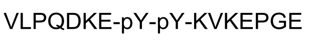Tyrosine Protein Kinase JAK 2 (Phospho-Tyr8, 9)