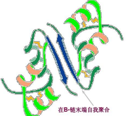 荧光标记酶，FITC-HRP，绿色荧光素标记辣根酶